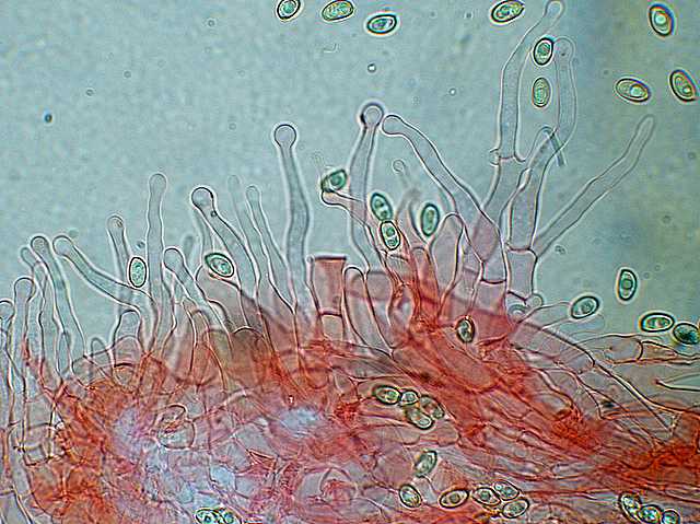 Galerina stylifera   (G.F. Atk.) A.H. Sm. & Singer